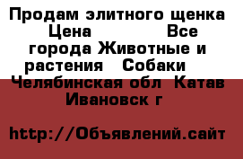 Продам элитного щенка › Цена ­ 30 000 - Все города Животные и растения » Собаки   . Челябинская обл.,Катав-Ивановск г.